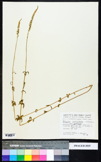 Polygala verticillata image