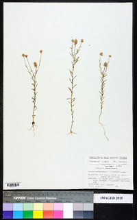 Polygala curtissii image