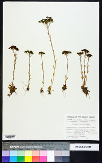 Polygala cymosa image