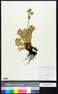 Geum triflorum image