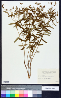 Euphorbia ipecacuanhae image