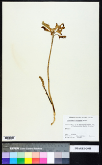Pachysandra procumbens image