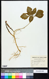 Pachysandra procumbens image