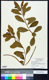 Cyrilla racemiflora image