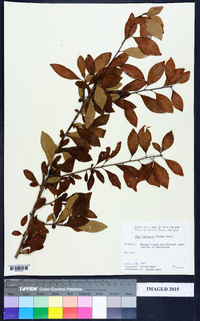 Ilex laevigata image