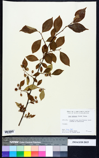 Ilex coriacea image