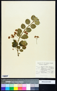 Celastrus scandens image