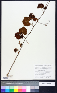 Vitis rotundifolia image