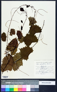 Vitis rotundifolia image