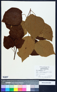 Tilia americana var. heterophylla image