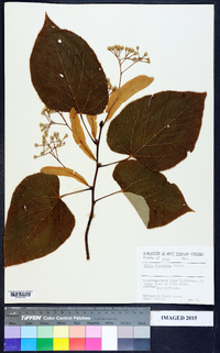 Tilia americana var. heterophylla image