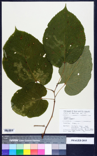 Tilia × vulgaris image