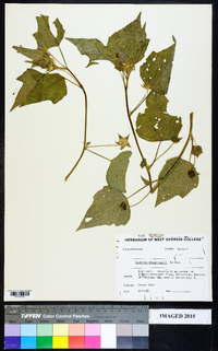 Abutilon theophrasti image