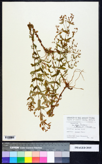 Hypericum crux-andreae image