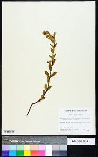 Hypericum crux-andreae image