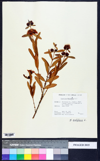 Hypericum prolificum image