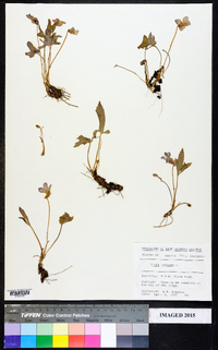 Viola palmata image