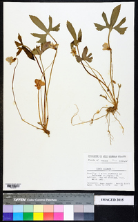 Viola palmata image