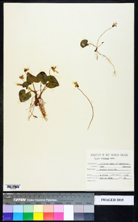 Viola villosa image