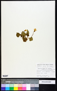 Viola macloskeyi subsp. pallens image