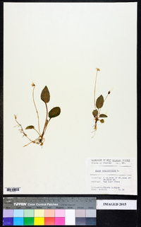 Viola primulifolia image