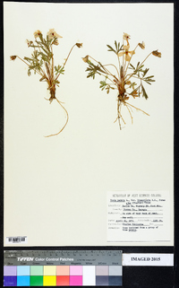 Viola pedata var. lineariloba image