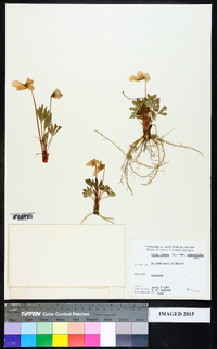 Viola pedata var. lineariloba image