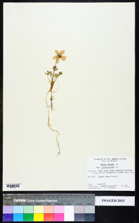 Viola pedata var. lineariloba image