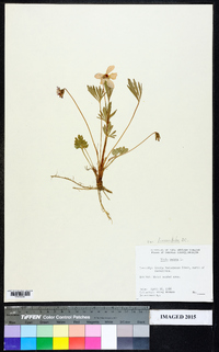 Viola pedata var. lineariloba image