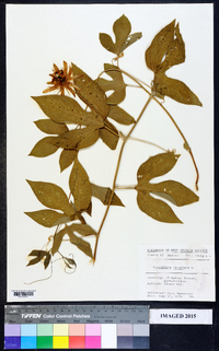 Passiflora incarnata image