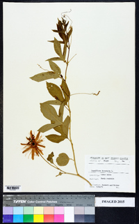 Passiflora incarnata image