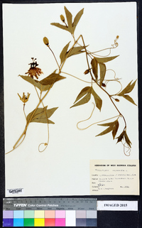 Passiflora incarnata image