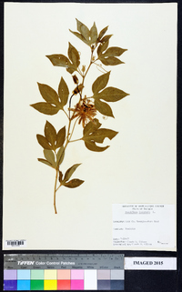 Passiflora incarnata image