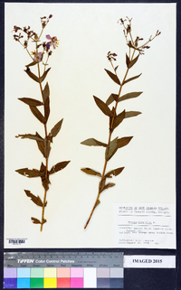 Rhexia virginica image