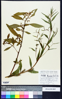 Ludwigia decurrens image