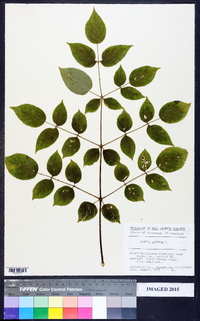 Aralia spinosa image