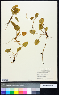 Centella asiatica image