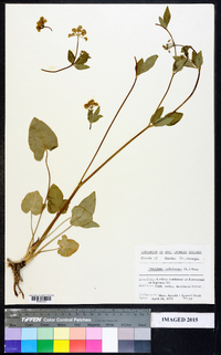 Thaspium trifoliatum image