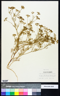 Cyclospermum leptophyllum image