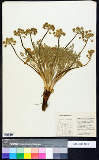 Lomatium macrocarpum image