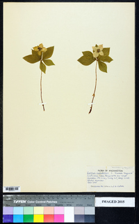 Cornus canadensis image