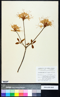 Rhododendron periclymenoides image
