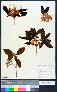 Rhododendron calendulaceum image