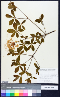 Rhododendron canescens image