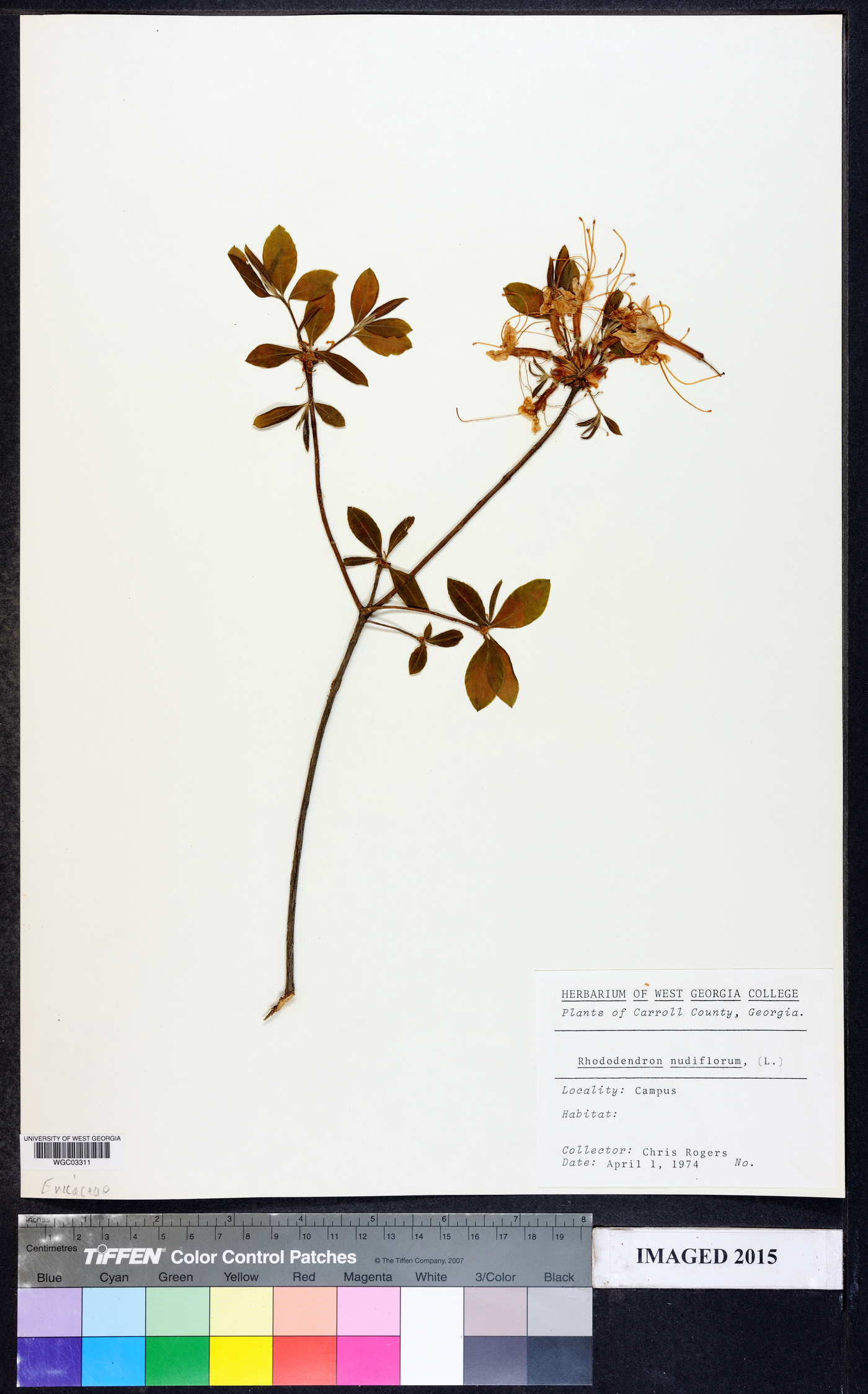 Rhododendron periclymenoides image