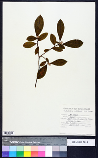 Rhododendron periclymenoides image