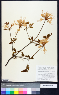 Rhododendron periclymenoides image