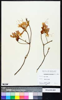 Rhododendron periclymenoides image