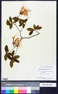 Rhododendron arborescens image