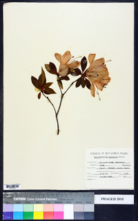 Rhododendron pulchrum image